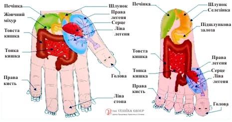 Вісцеральна остеопатія